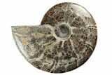 Polished Ammonite Fossil - Madagascar #191514-1